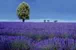 Emerald Travel - 