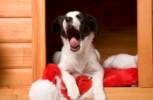Dogmopolite Kft. - 