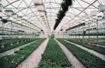 ASTER-RR Greenhius & Plant b.v. - 