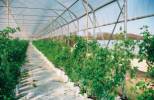 ASTER-RR Greenhius & Plant b.v. - 
