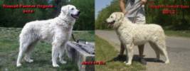 Megyeri-Nomd Kuvasz Kennel - 