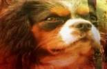 HelloDog!Prmium kutya s macskatp webshop - 