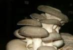 Kindrusz Tams - 