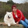 Sunlight Angels Samoyed kennel - 