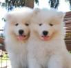 Sunlight Angels Samoyed kennel - 