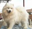 Sunlight Angels Samoyed kennel - 