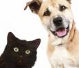 PET NUTS �llateledel �zlet - 