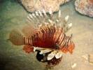 Kormor�n B�v�riskola - 