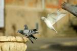 Profi takarts Kedvez ron - 