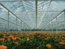 ASTER-RR Greenhius & Plant b.v. - 