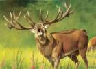 Hunor 2000 Bt Fegyver s Vadszbolt - 