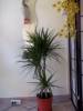 Masszzsbart - 